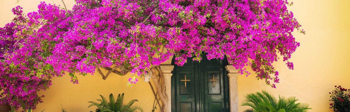 Greek alley with beautiful pink flower in Corfu island, Greece.