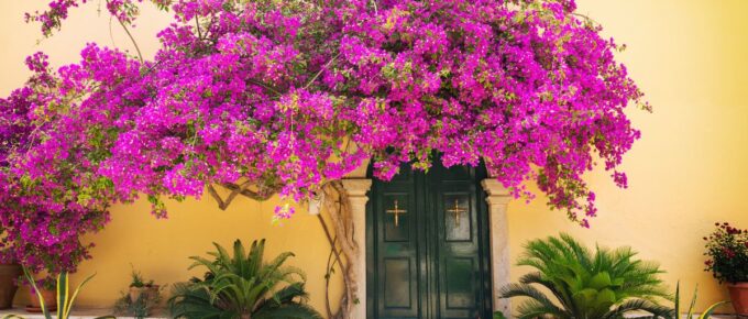 Greek alley with beautiful pink flower in Corfu island, Greece.