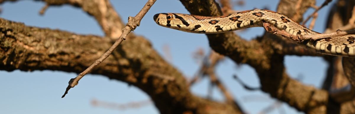 The European ratsnake or leopard snake (Zamenis situla).