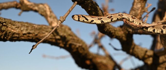 The European ratsnake or leopard snake (Zamenis situla).